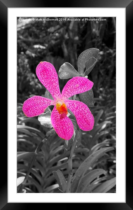 B&W Tiger Orchid Framed Mounted Print by Mark McDermott