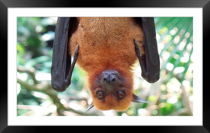  Up close and personal with a fruit bat Framed Mounted Print by Mark McDermott