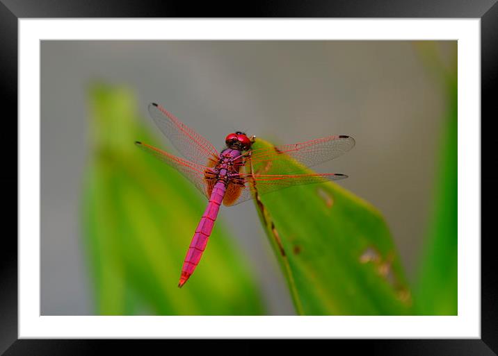  Pink Dragonfly Framed Mounted Print by Mark McDermott