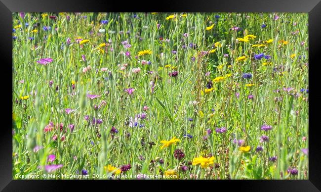 Wild Flower Field Framed Print by Mark McDermott