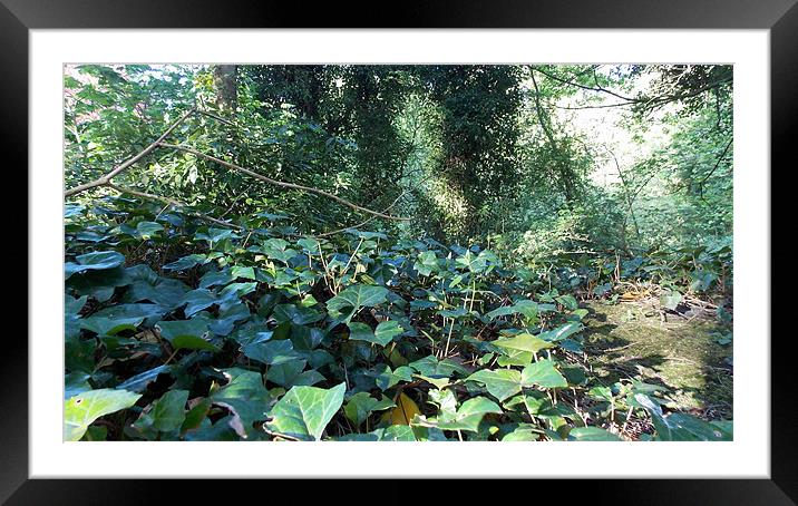 Avenham Jungle Framed Mounted Print by Jakub Jezierski