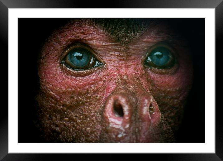 Lonely monkey Framed Mounted Print by Leon Conway