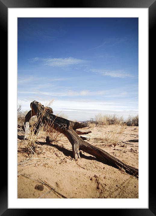 desert driftwood Framed Mounted Print by Ashley  Gruber