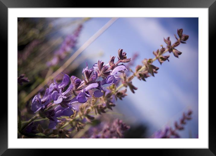 flowers Framed Mounted Print by Ashley  Gruber
