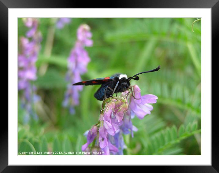 White Collared Burnet Moth Framed Mounted Print by Lee Mullins