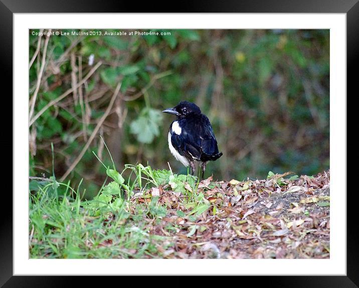A manx magpie Framed Mounted Print by Lee Mullins