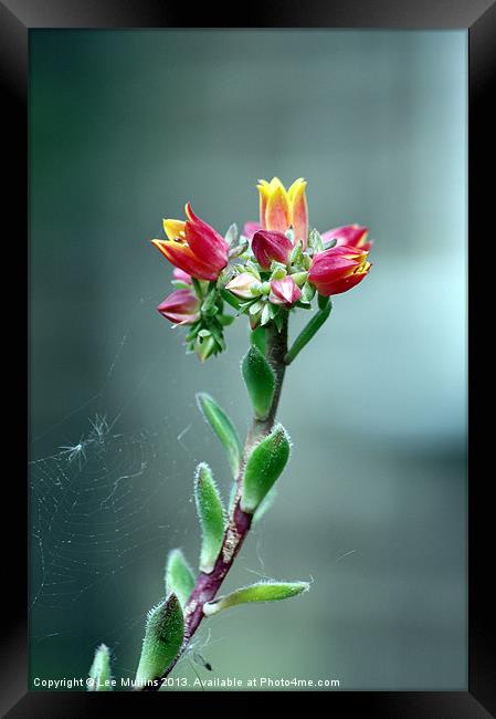 Flowering succulent Framed Print by Lee Mullins