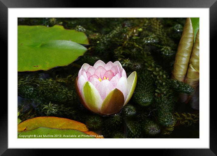 Pink Water Lily Framed Mounted Print by Lee Mullins
