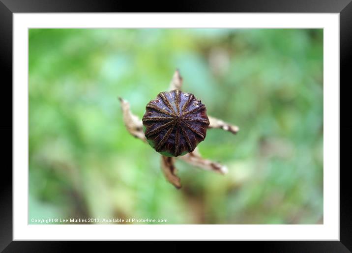 Oriental poppy seed head Framed Mounted Print by Lee Mullins