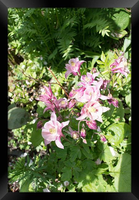Pink Aquilegias Framed Print by Peter Le Page