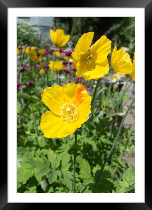 Yellow Poppies Framed Mounted Print by Peter Le Page