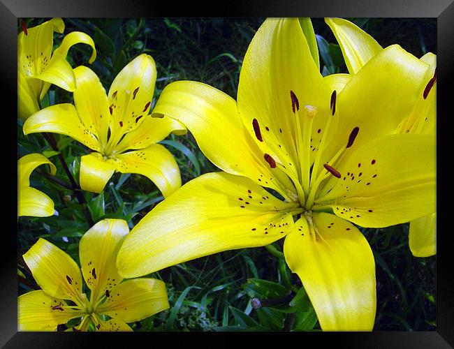 Yellow Lilies Framed Print by Jay Huckins