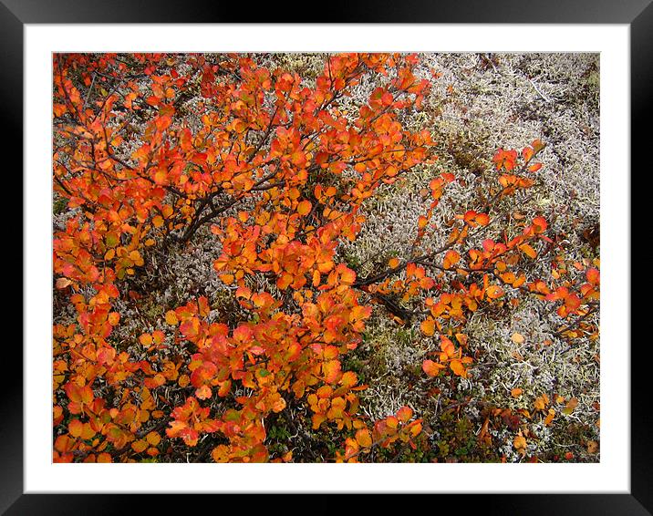 Tundra Autumn Framed Mounted Print by Jay Huckins