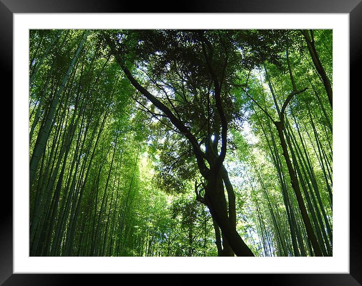 Jizo-in, Kyoto, Bamboo Temple Framed Mounted Print by Jay Huckins
