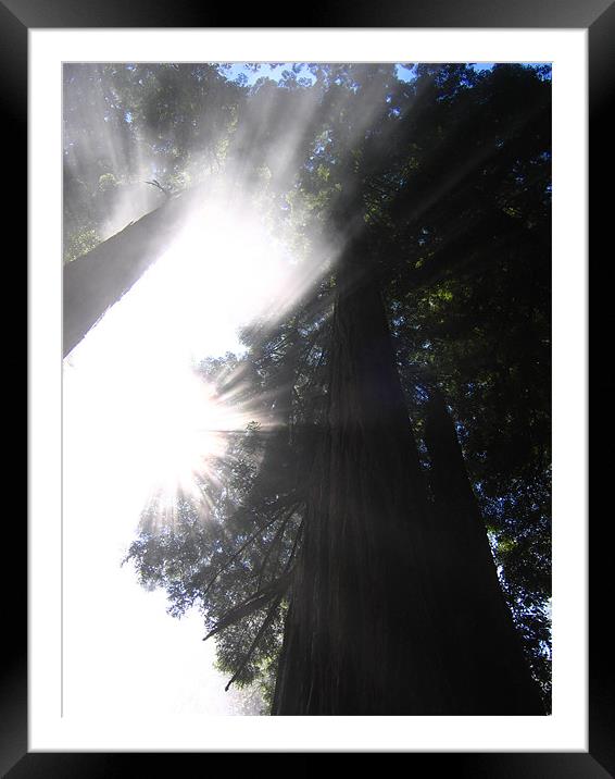 California Coast, Sequoia Sun Framed Mounted Print by Jay Huckins