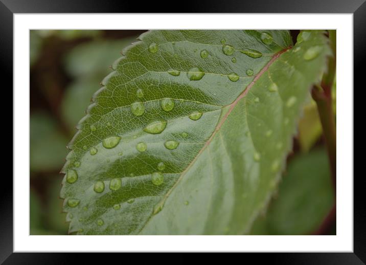 Raindrops Framed Mounted Print by Laura Howard