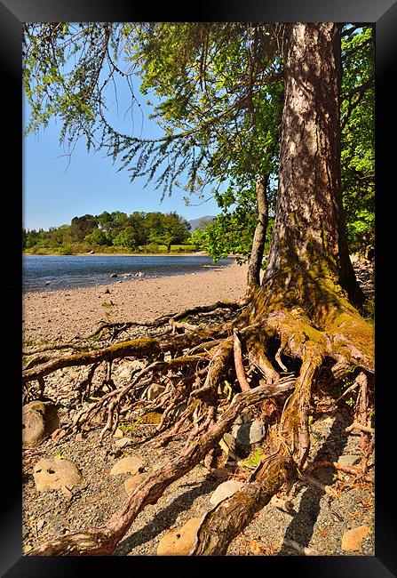 Derwentwater Roots Framed Print by Gary Kenyon