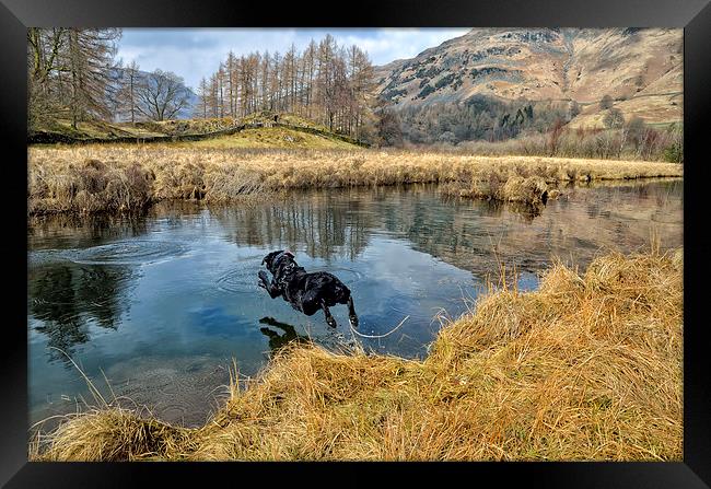 Ben The Dog Diving Framed Print by Gary Kenyon