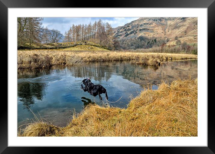 Ben The Dog Diving Framed Mounted Print by Gary Kenyon