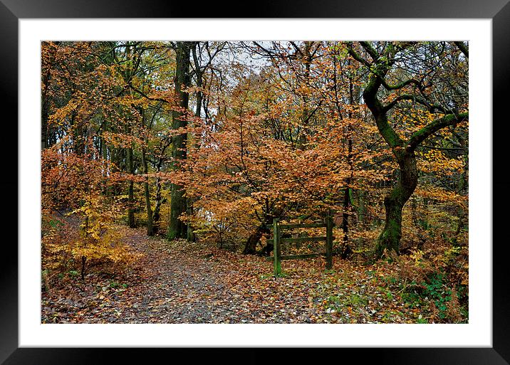 Autumn Roddlesworth Woods Framed Mounted Print by Gary Kenyon