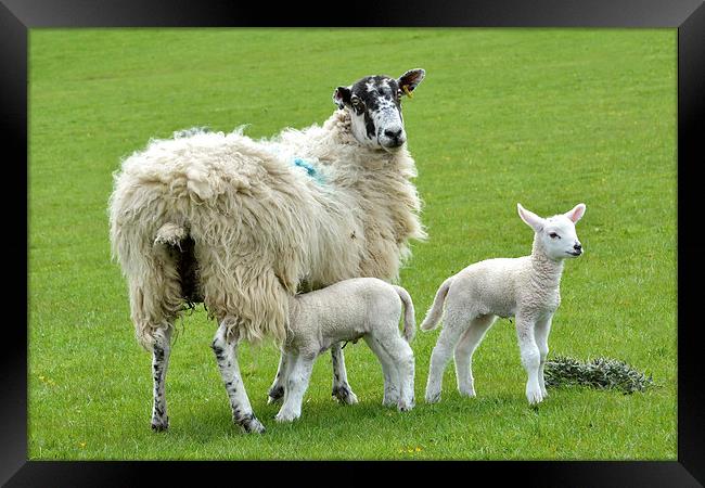 Spring Time for the Lambs Framed Print by Gary Kenyon