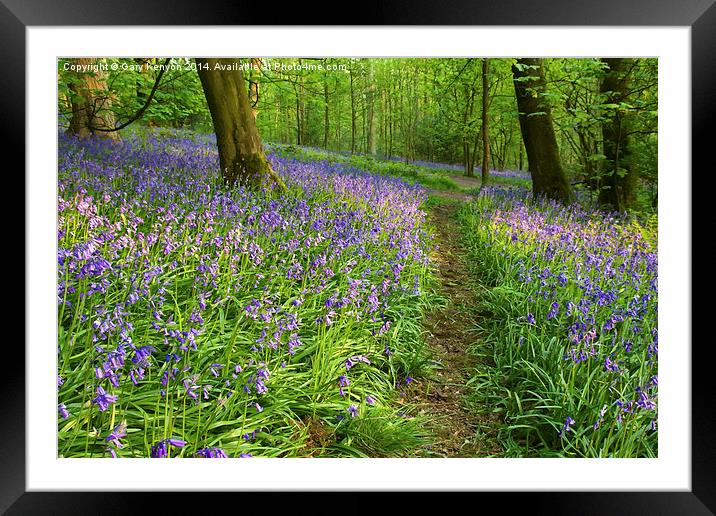  Path through the Bluebells Framed Mounted Print by Gary Kenyon
