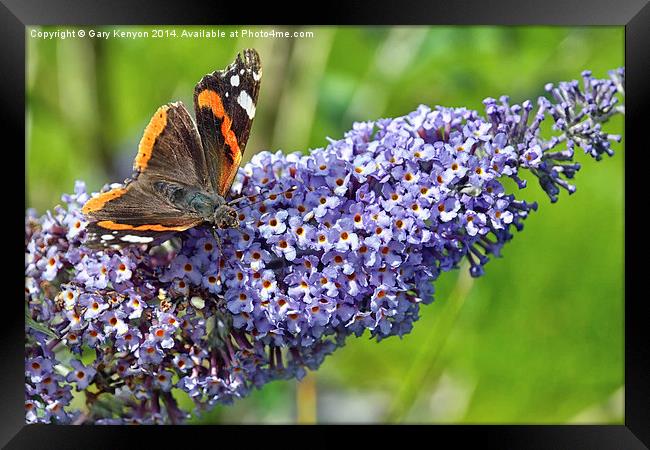  Red Admiral Butterfly Framed Print by Gary Kenyon