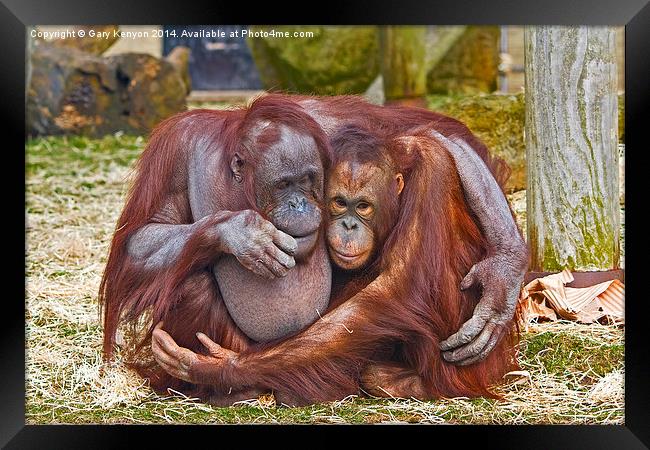  Together Forever - two cuddling orang-u-tans Framed Print by Gary Kenyon