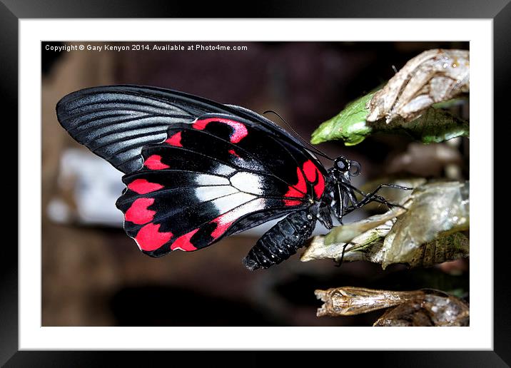  Butterfly Framed Mounted Print by Gary Kenyon