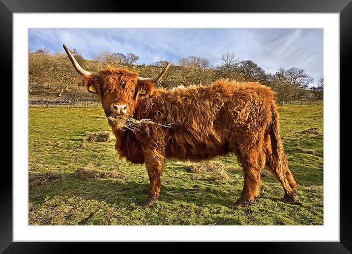 Highland Cow in Yorkshire Framed Mounted Print by Gary Kenyon