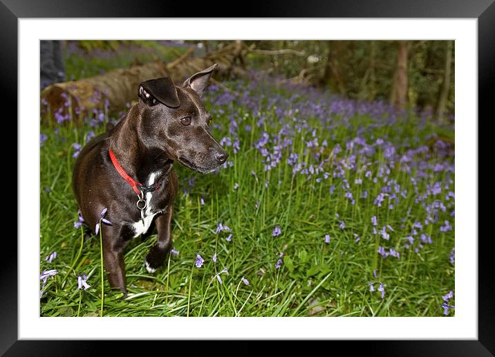  Dog In The Woods Framed Mounted Print by Gary Kenyon