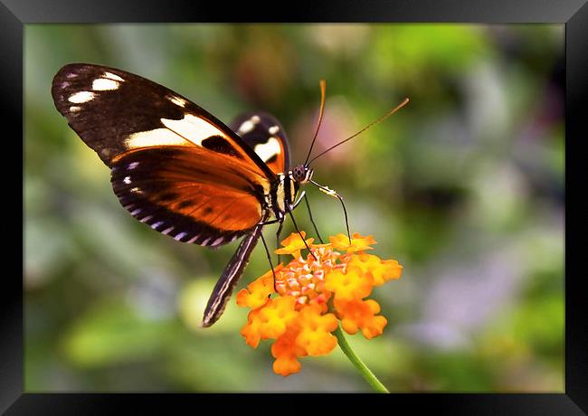  Butterfly on a flower Framed Print by Gary Kenyon