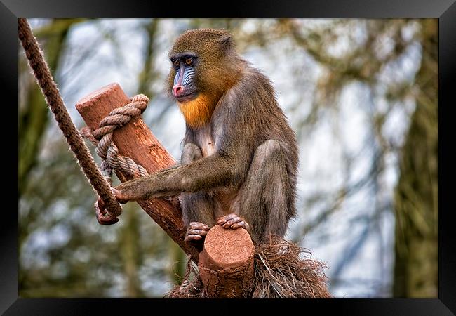  Mandrill Framed Print by Gary Kenyon