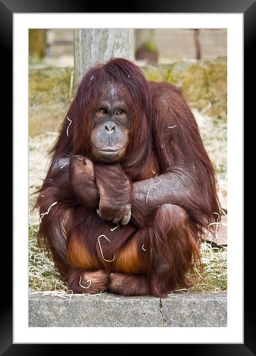  Shy Orangutan Framed Mounted Print by Gary Kenyon