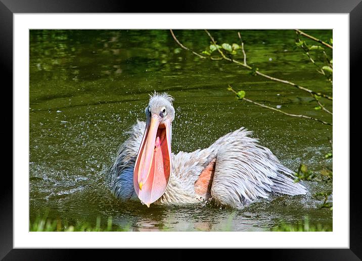  Pelican Framed Mounted Print by Gary Kenyon