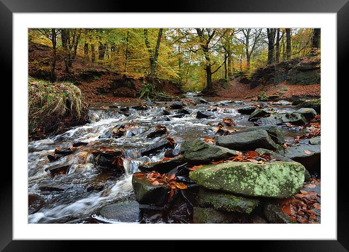 Autumnal colours in Roddlesworth - Tockholes woods Framed Mounted Print by Gary Kenyon