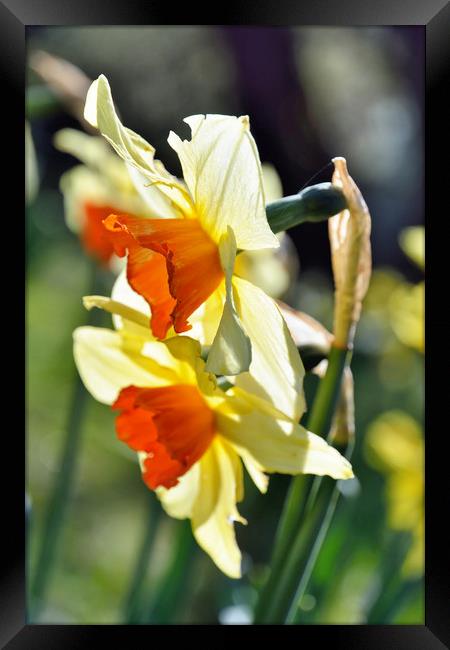 Light through the Springtime Daffodils Framed Print by Gary Kenyon