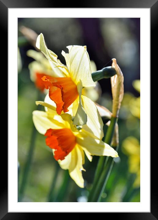 Light through the Springtime Daffodils Framed Mounted Print by Gary Kenyon