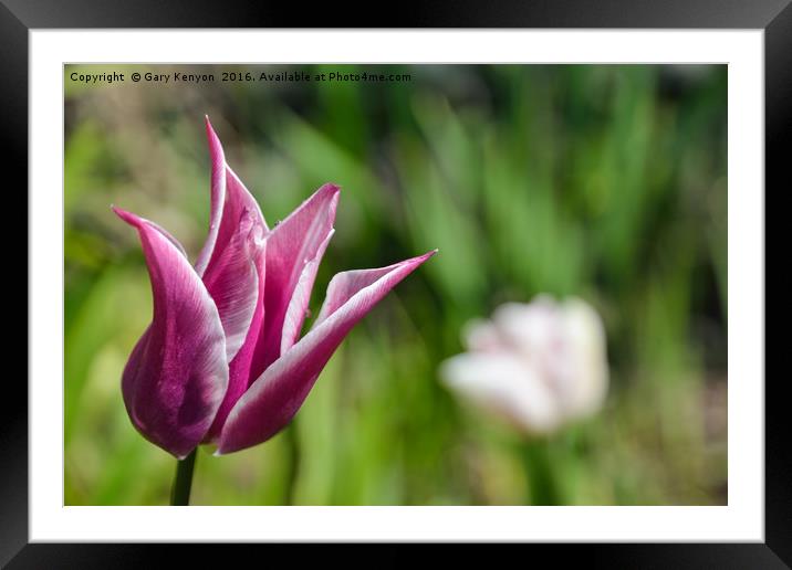 Tulips Framed Mounted Print by Gary Kenyon