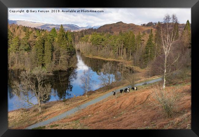 Tarn Hows Views And The Belted Galloway's Framed Print by Gary Kenyon