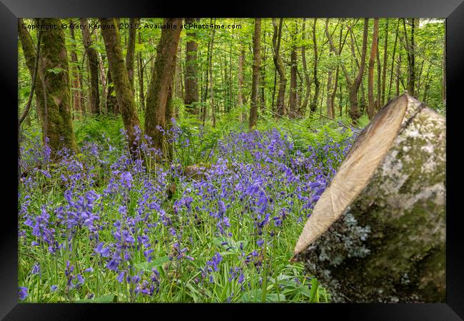 Blue Bell Woods Framed Print by Gary Kenyon