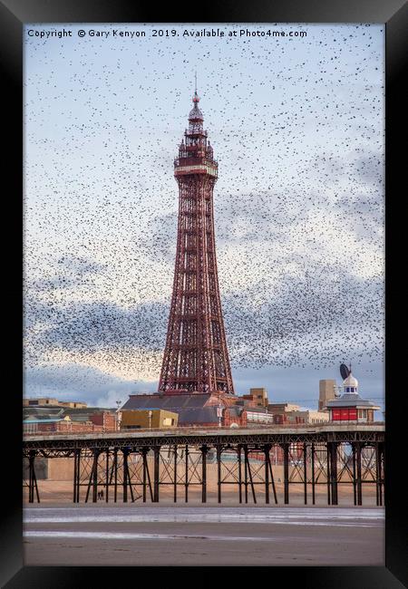 Murmurating Starlings by Blackpool Tower Framed Print by Gary Kenyon