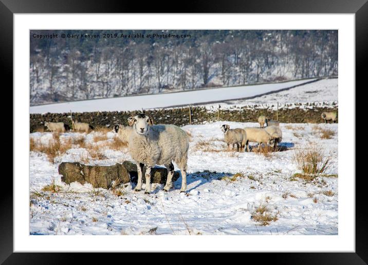 Sheep in a field Framed Mounted Print by Gary Kenyon