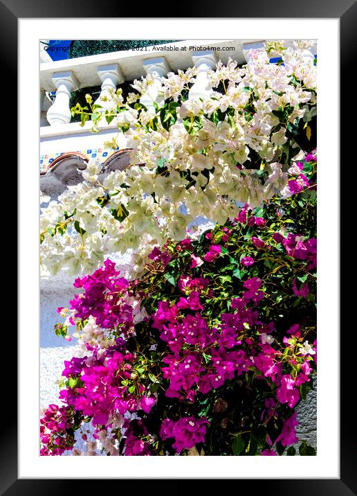Bougainvillea Framed Mounted Print by Thanet Photos