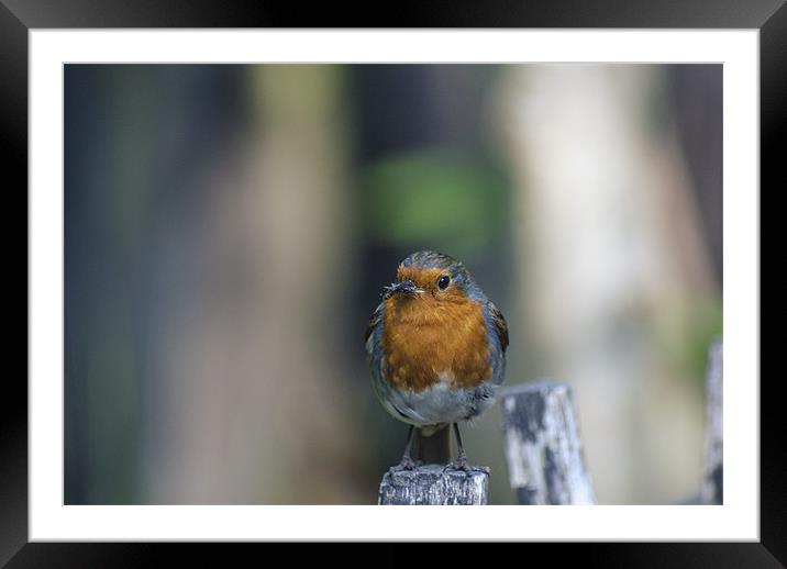 Robin Framed Mounted Print by Thanet Photos