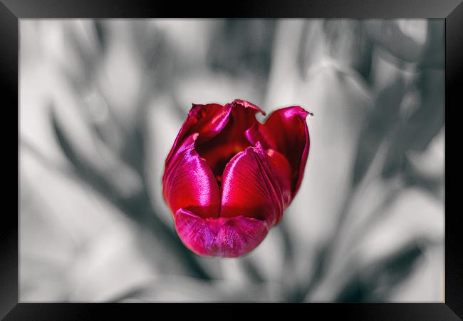 Tulip on mono background Framed Print by Thanet Photos