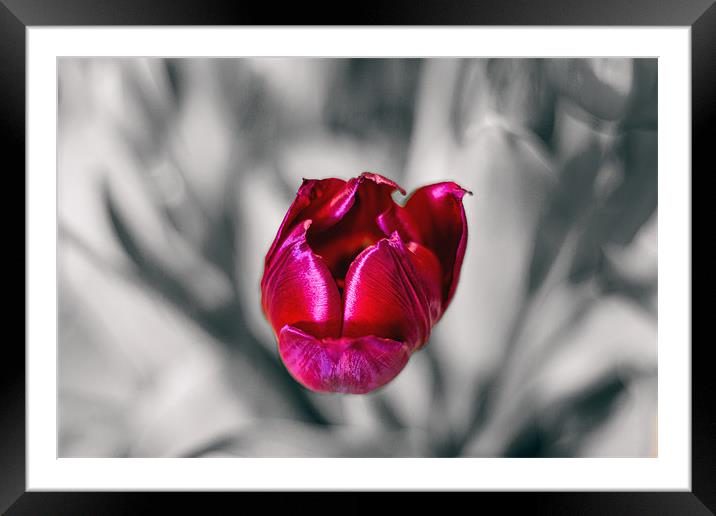 Tulip on mono background Framed Mounted Print by Thanet Photos