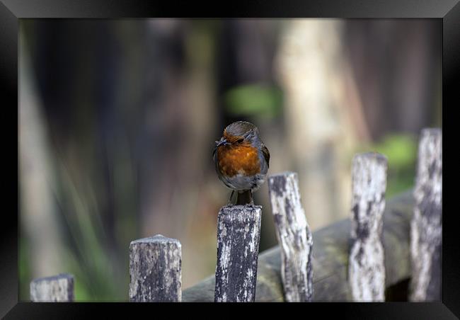 Another Robin Framed Print by Thanet Photos