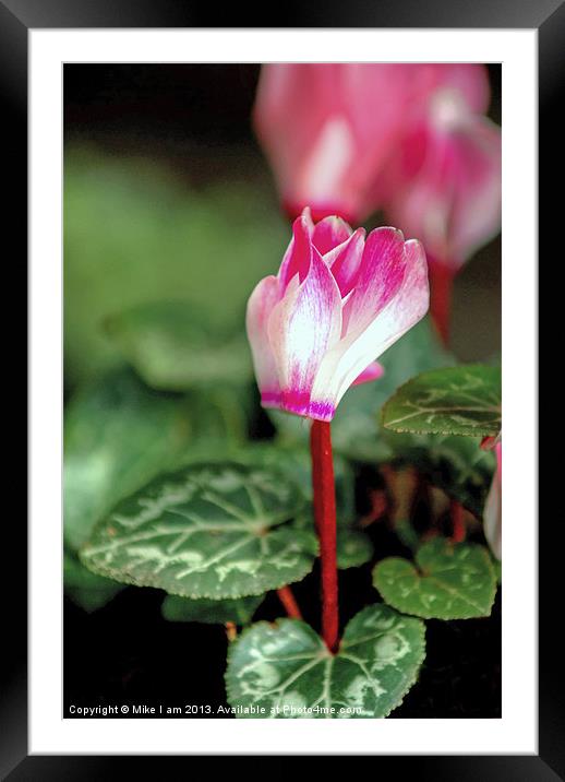Cyclamen Framed Mounted Print by Thanet Photos