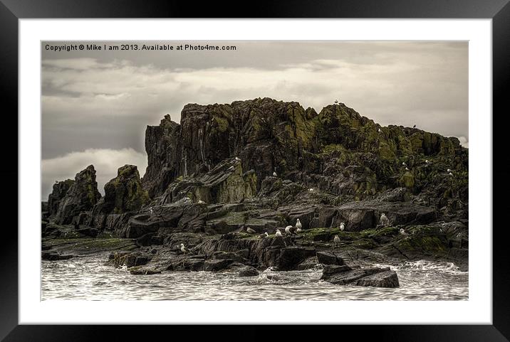 Sea birds on rocks Framed Mounted Print by Thanet Photos